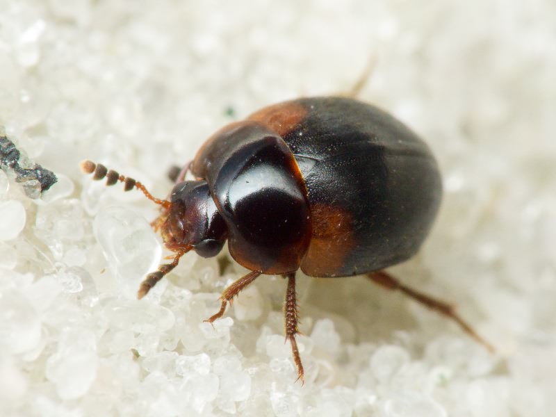 Anisotoma humeralis (Fabricius, 1792)